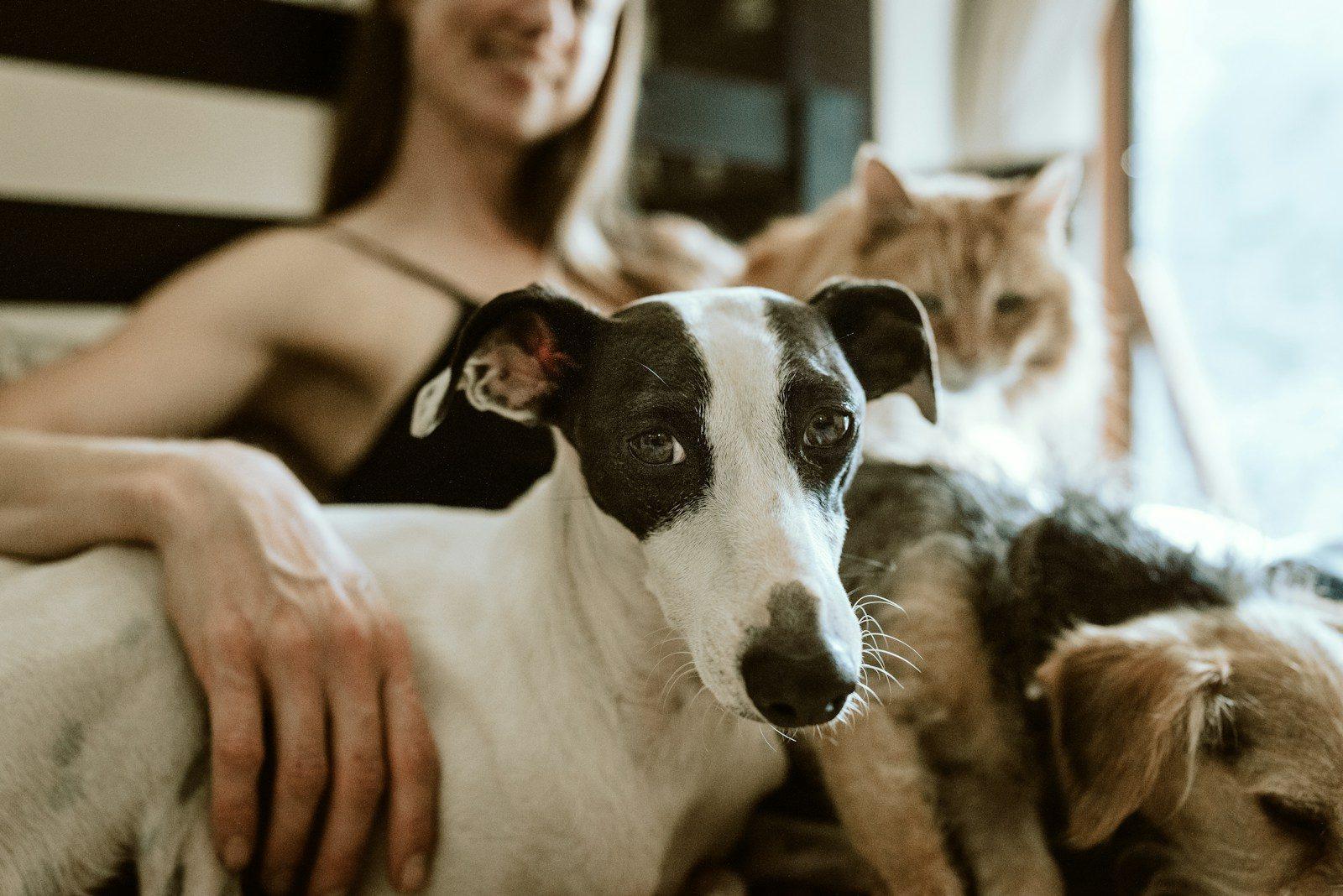 Pets Do Not Just Make You Happy. They Actually Make You Healthier